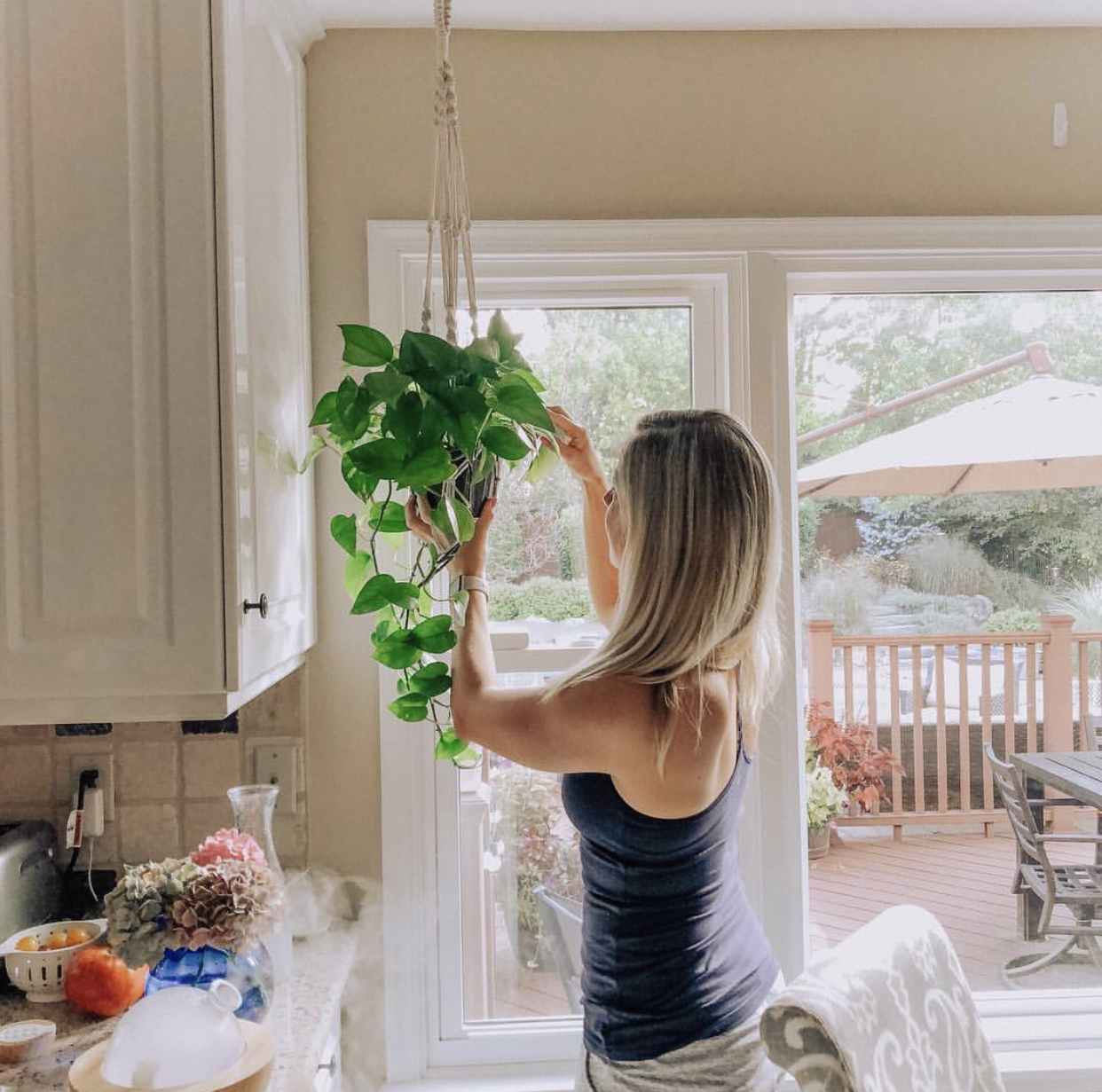  Pothos plant 